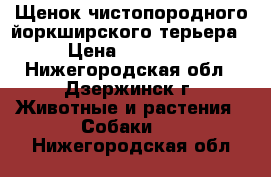 Щенок чистопородного йоркширского терьера › Цена ­ 25 000 - Нижегородская обл., Дзержинск г. Животные и растения » Собаки   . Нижегородская обл.